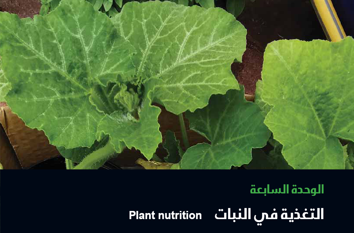 الوحدة السابعة : التغذية في النبات