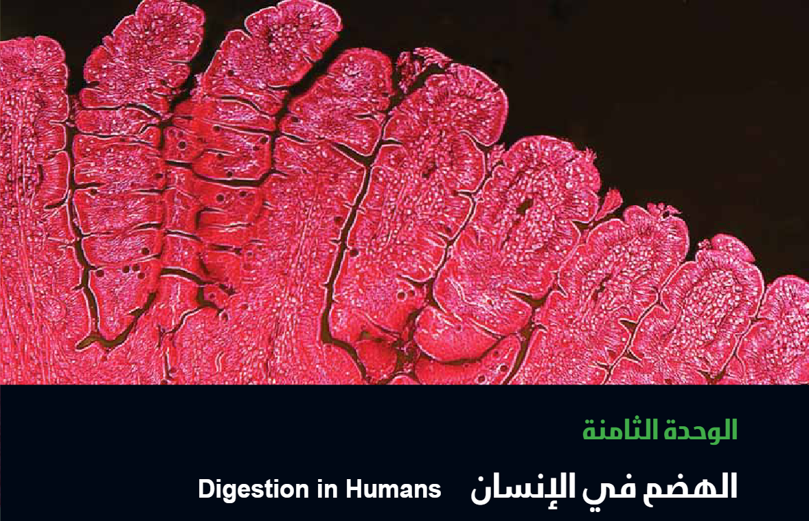 الوحدة الثامنة : الهضم في الإنسان