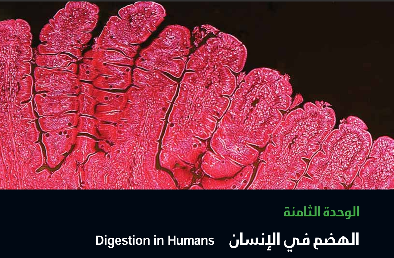 الوحدة الثامنة : الهضم في الإنسان